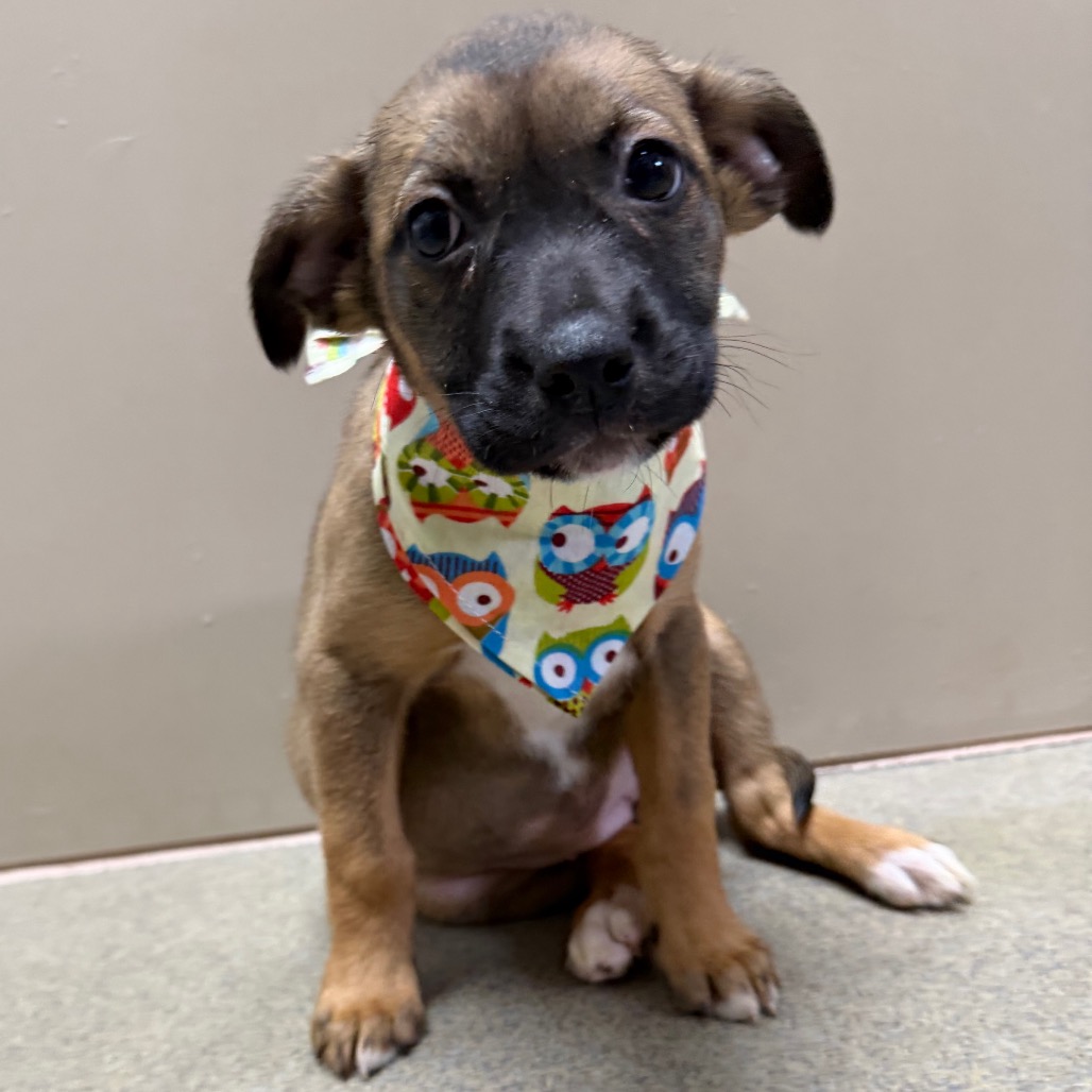 Kennel#34e Lolly's preview photo