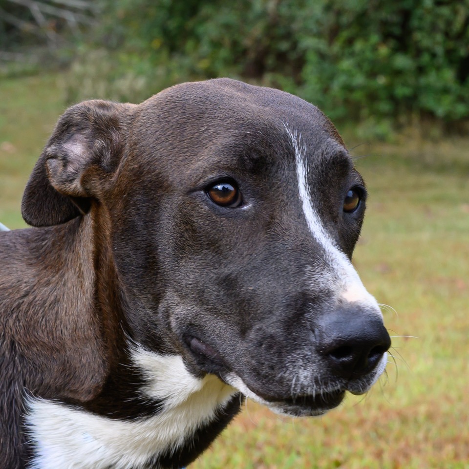 Ruthie, photo 11