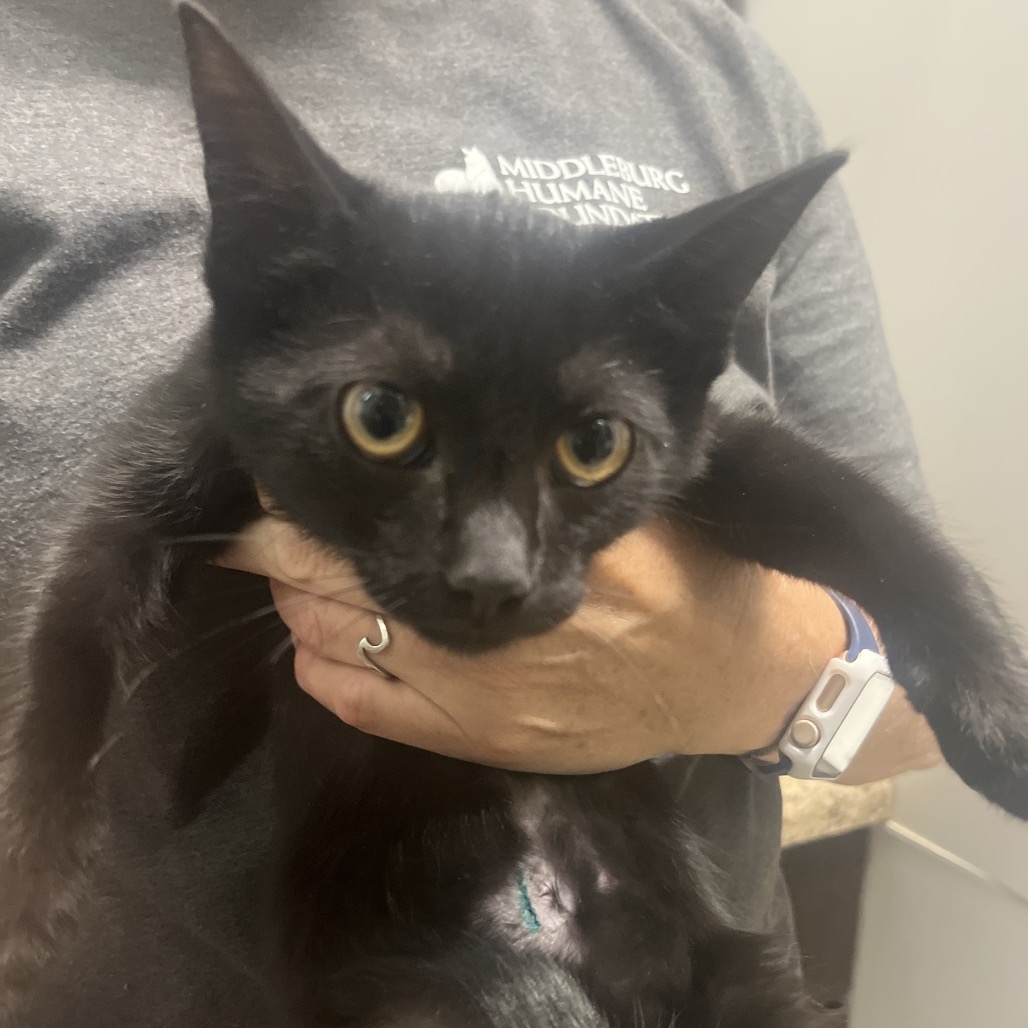 BEN 3 - Domestic Shorthair available for adoption