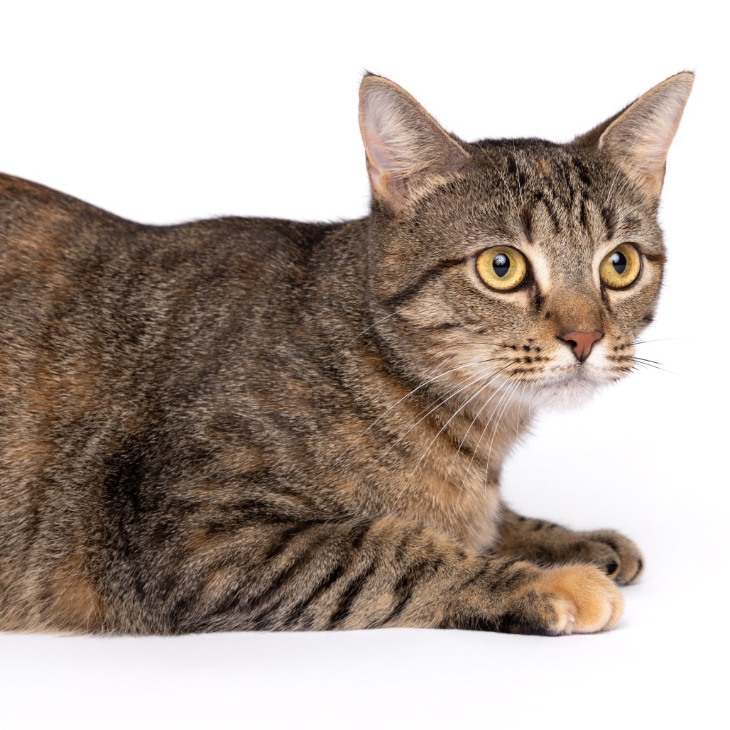 LADY MORMONT - Domestic Shorthair available for adoption