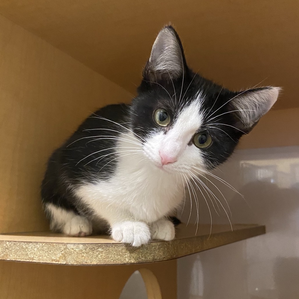 BLACK-TIP - Domestic Shorthair available for adoption