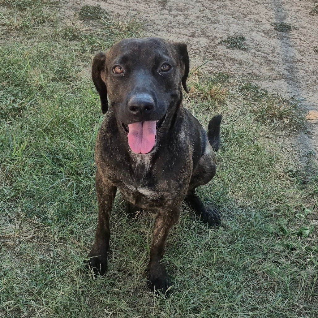 NENA - Retriever, Black Labrador / Mixed Breed (Medium) available for adoption