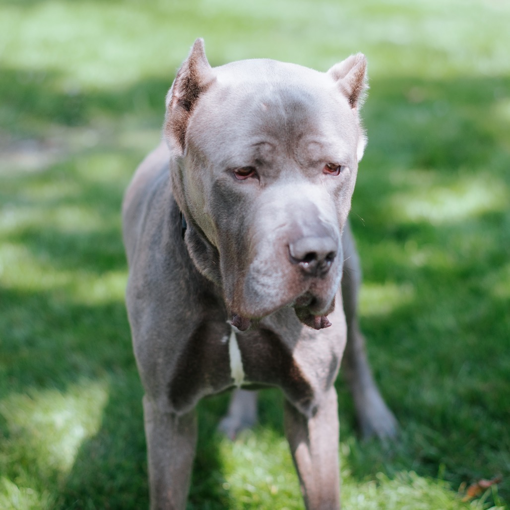 Mastiff