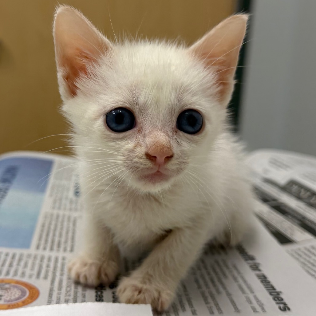 BETTY - Domestic Shorthair available for adoption