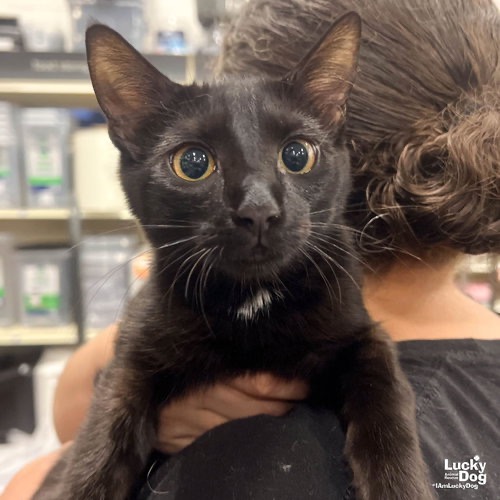 ZINNIA - Domestic Shorthair available for adoption