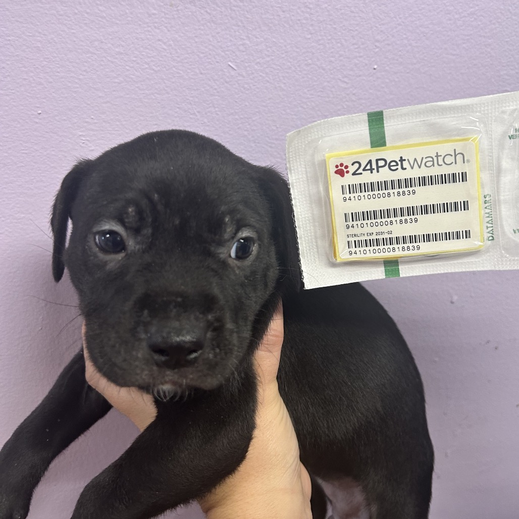 Pit Bull