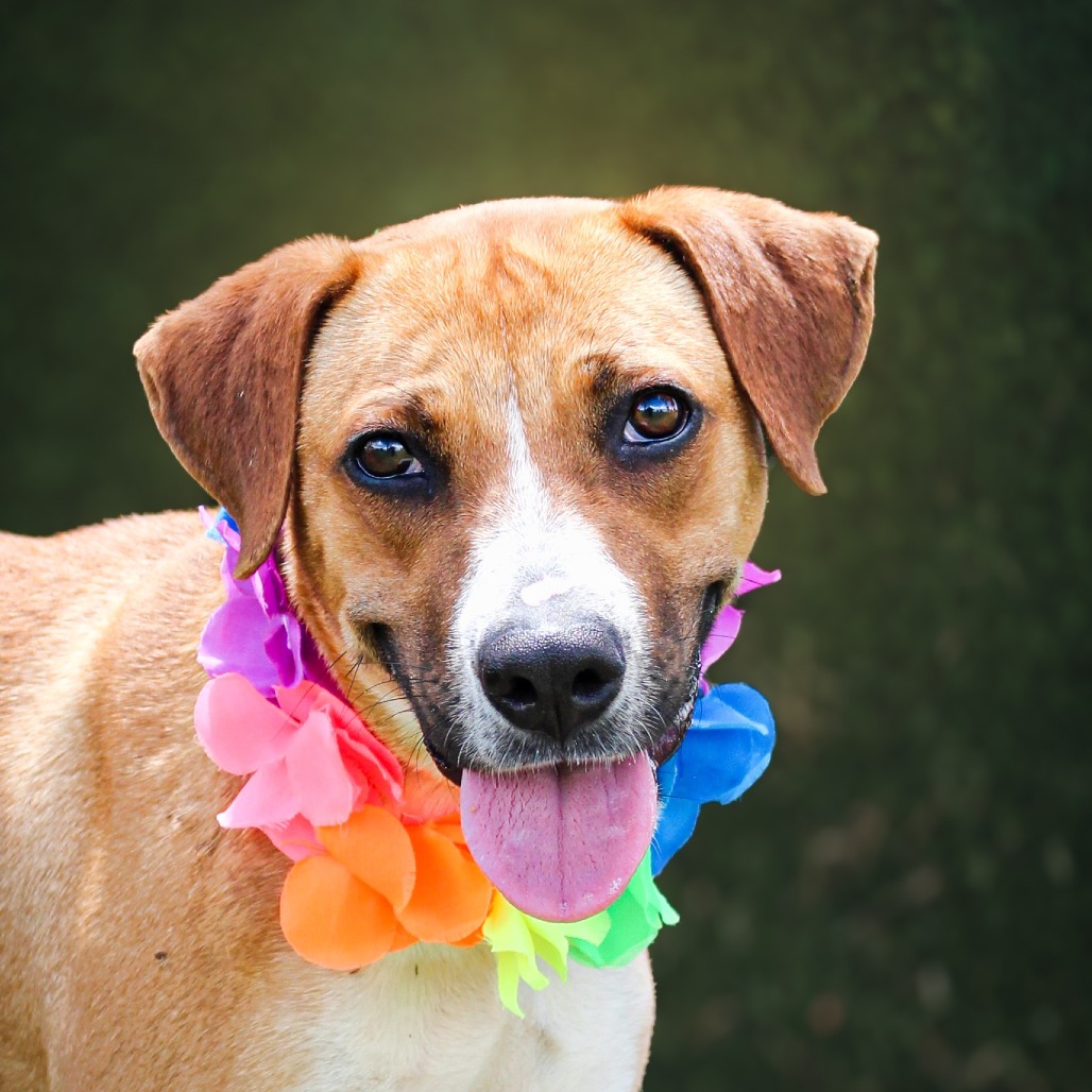 Luchese , an adoptable dog at SPCA-BC