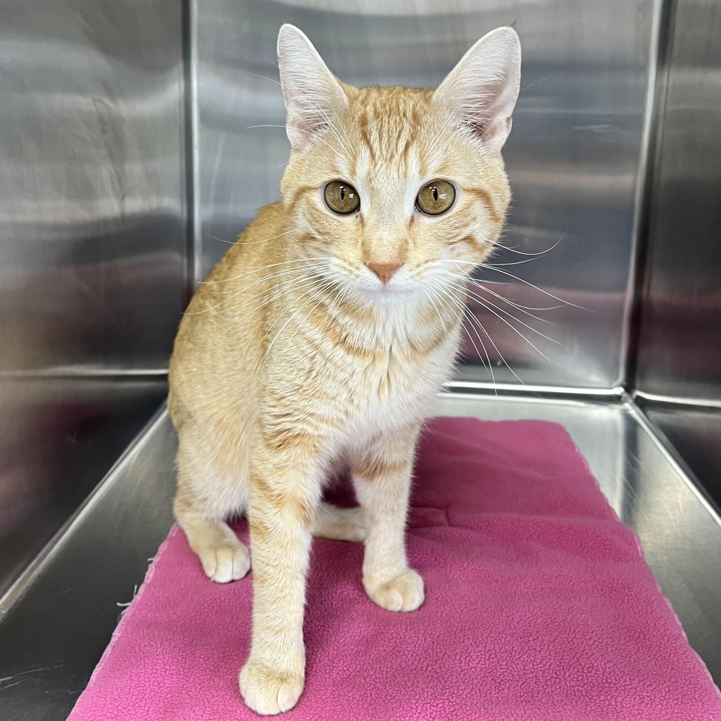 Hawkeye, a Domestic Shorthair