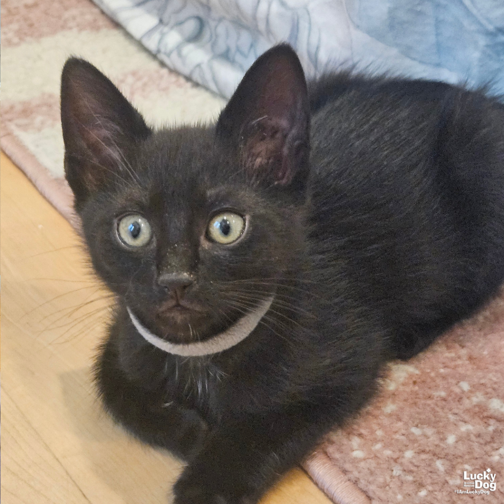 SABLE - Domestic Shorthair available for adoption