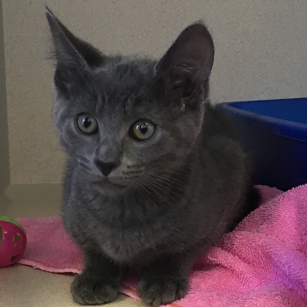 Grace - Domestic Shorthair