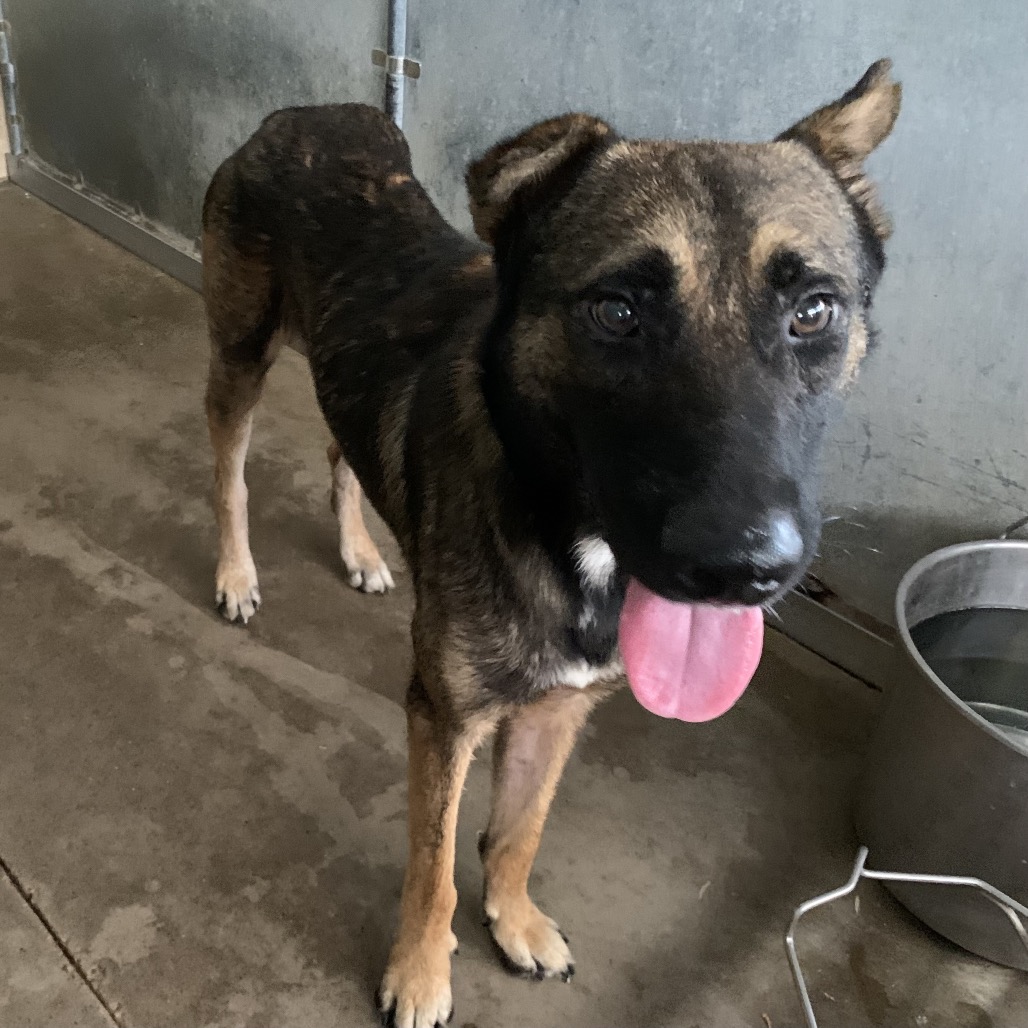 Espresso, available for adoption at PVAS
