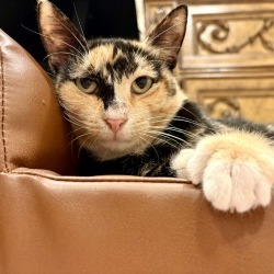 Shirley