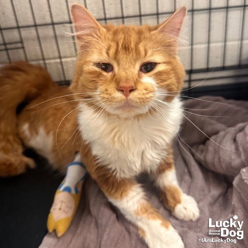 GARF BROOKS - Domestic Longhair available for adoption