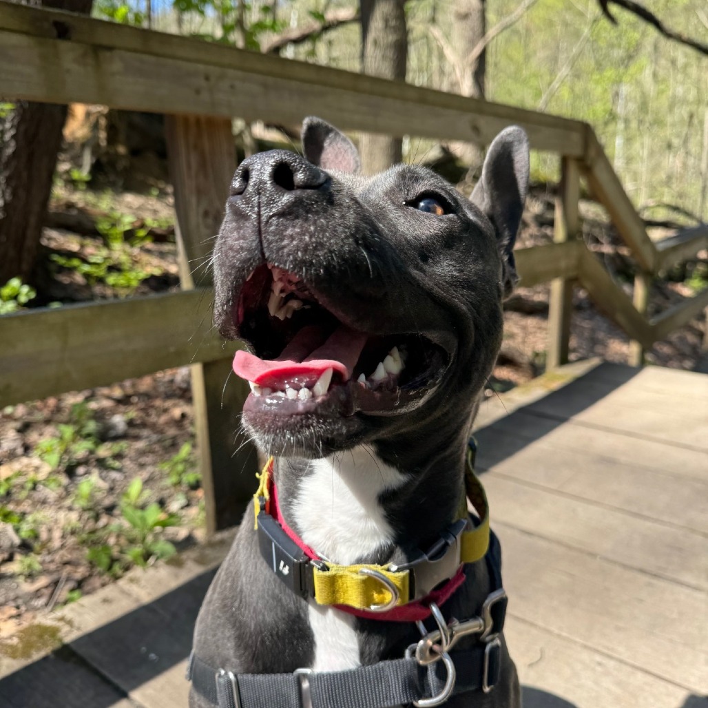 Photo of Witch Hazel 19