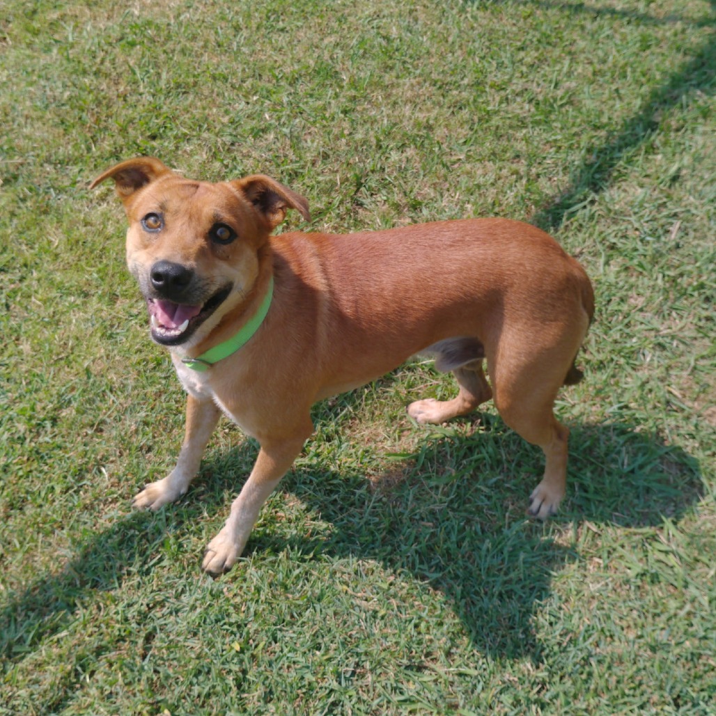 D-Scrappy-Doo