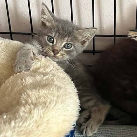 COMET - Domestic Medium Hair available for adoption