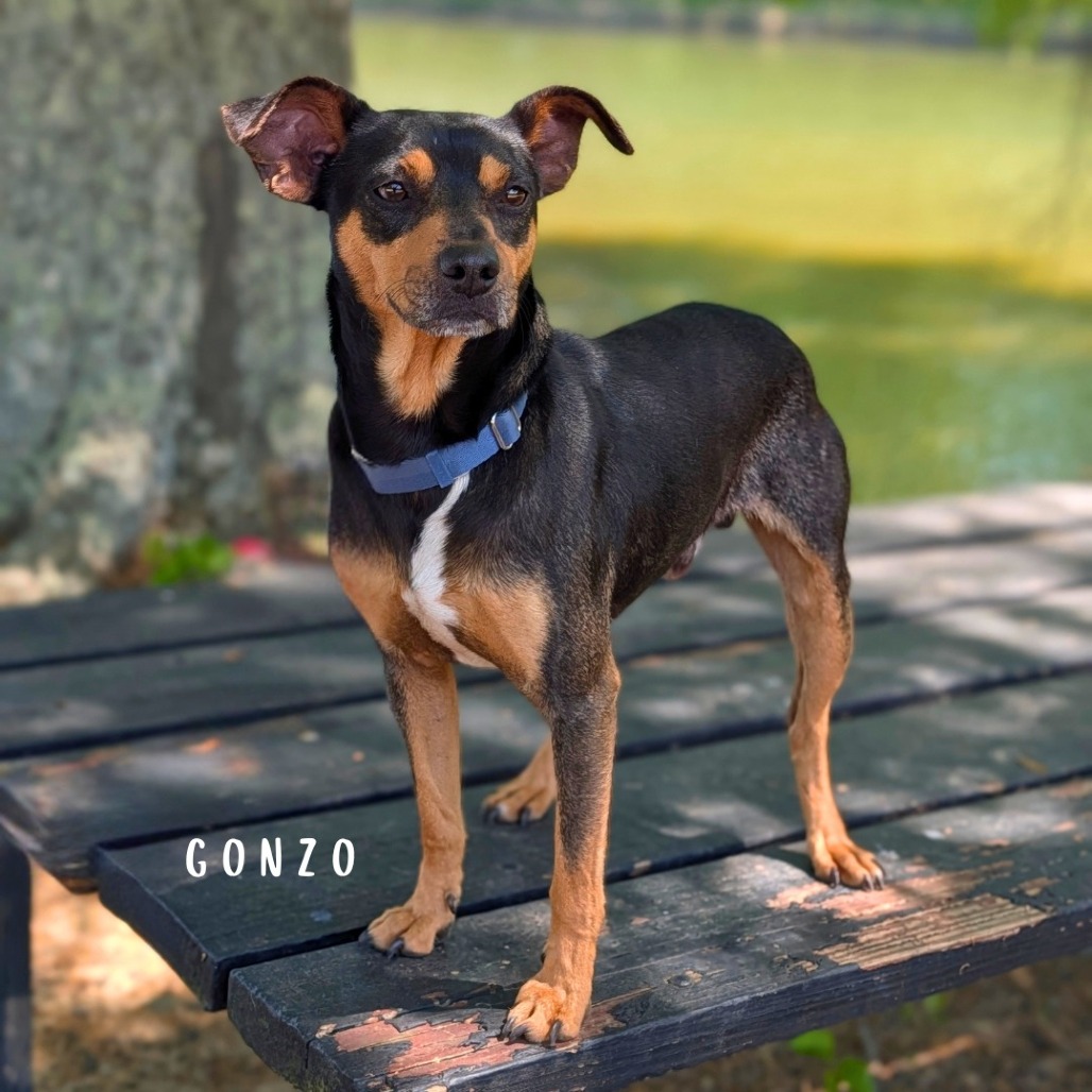Gonzo(hw+) 02-0508