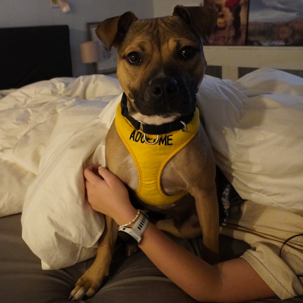 Morgan — thumbnail 4