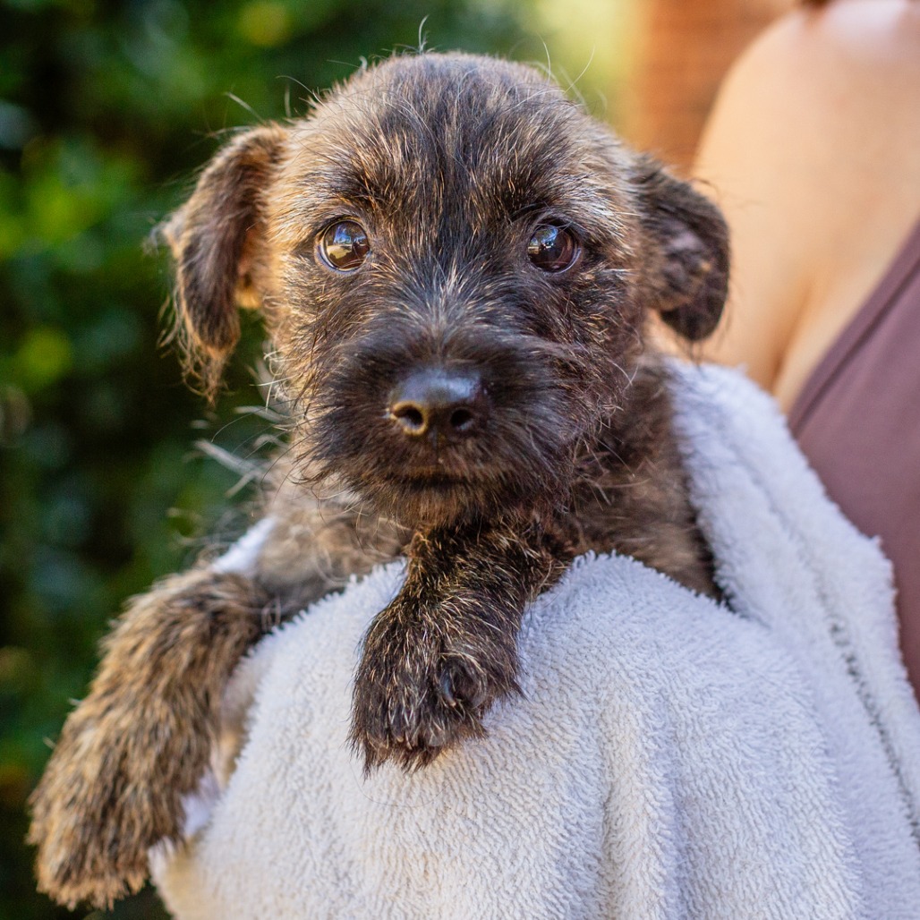 INDIE - Terrier, Cairn / Chihuahua available for adoption