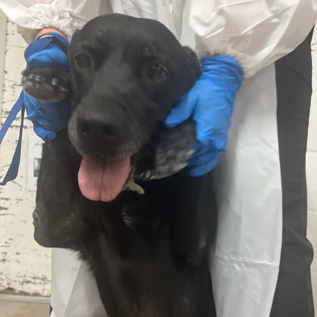 LUMY - Retriever, Labrador / Mix available for adoption