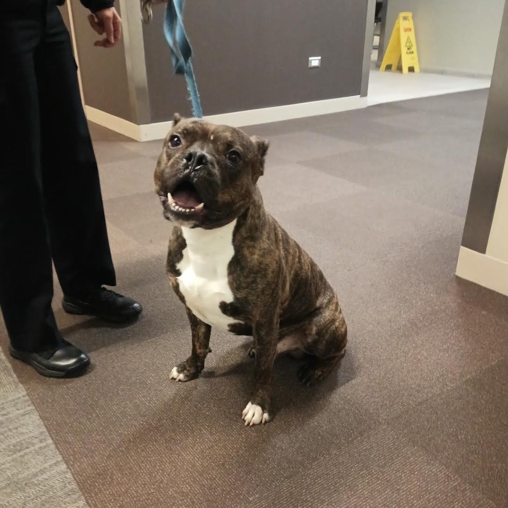 Pit Bull