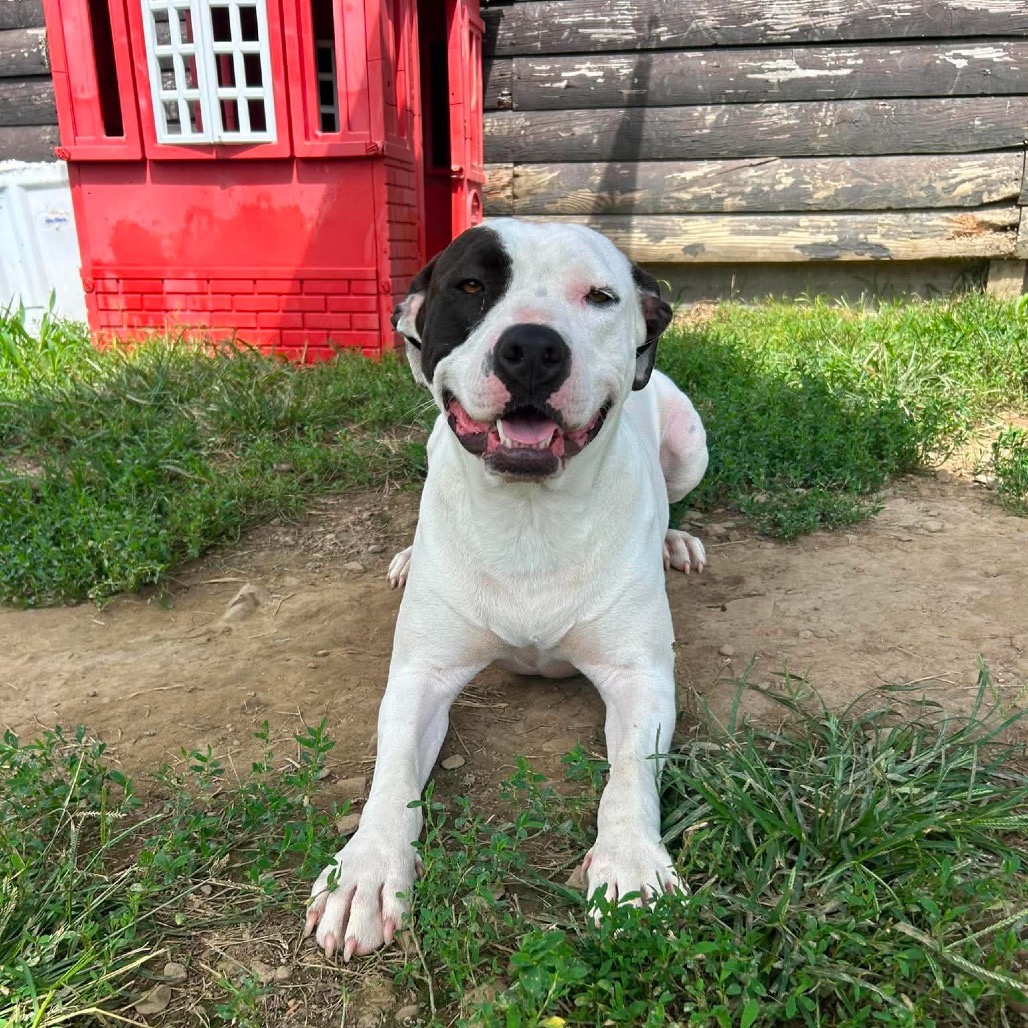 Ginny (Prada) Graduate of Paws-in-Prison program!