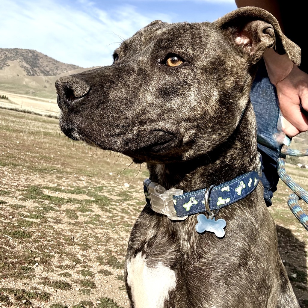 Melrose — thumbnail 2