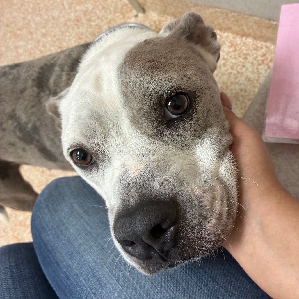 ASH - Terrier / American Pit Bull available for adoption