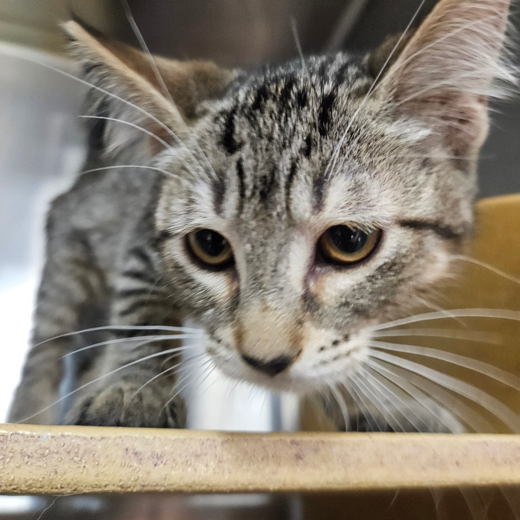 MEOWTINI - Domestic Shorthair available for adoption