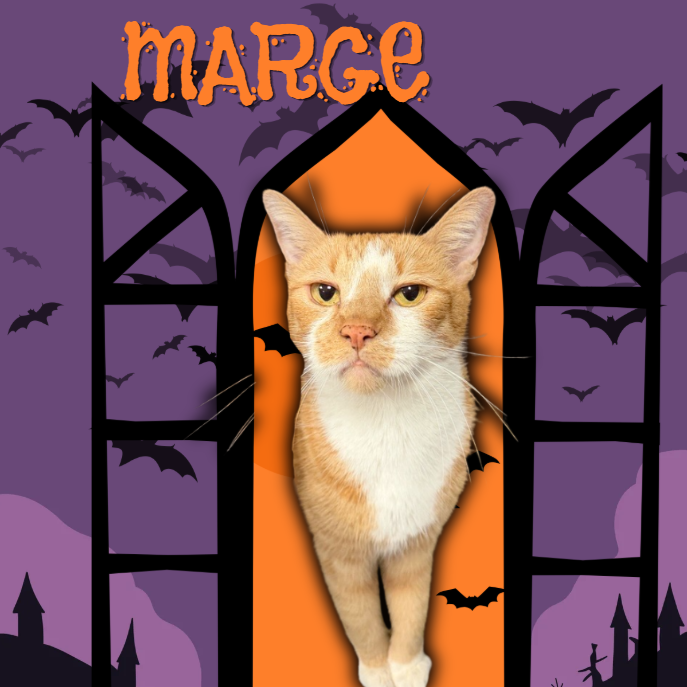 MARGE - Domestic Shorthair for adoption in Mesa