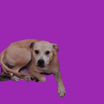  Photo of TUSC-Stray-81800