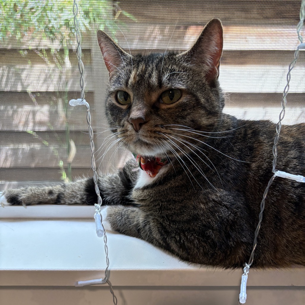 WINNIE - Domestic Shorthair available for adoption