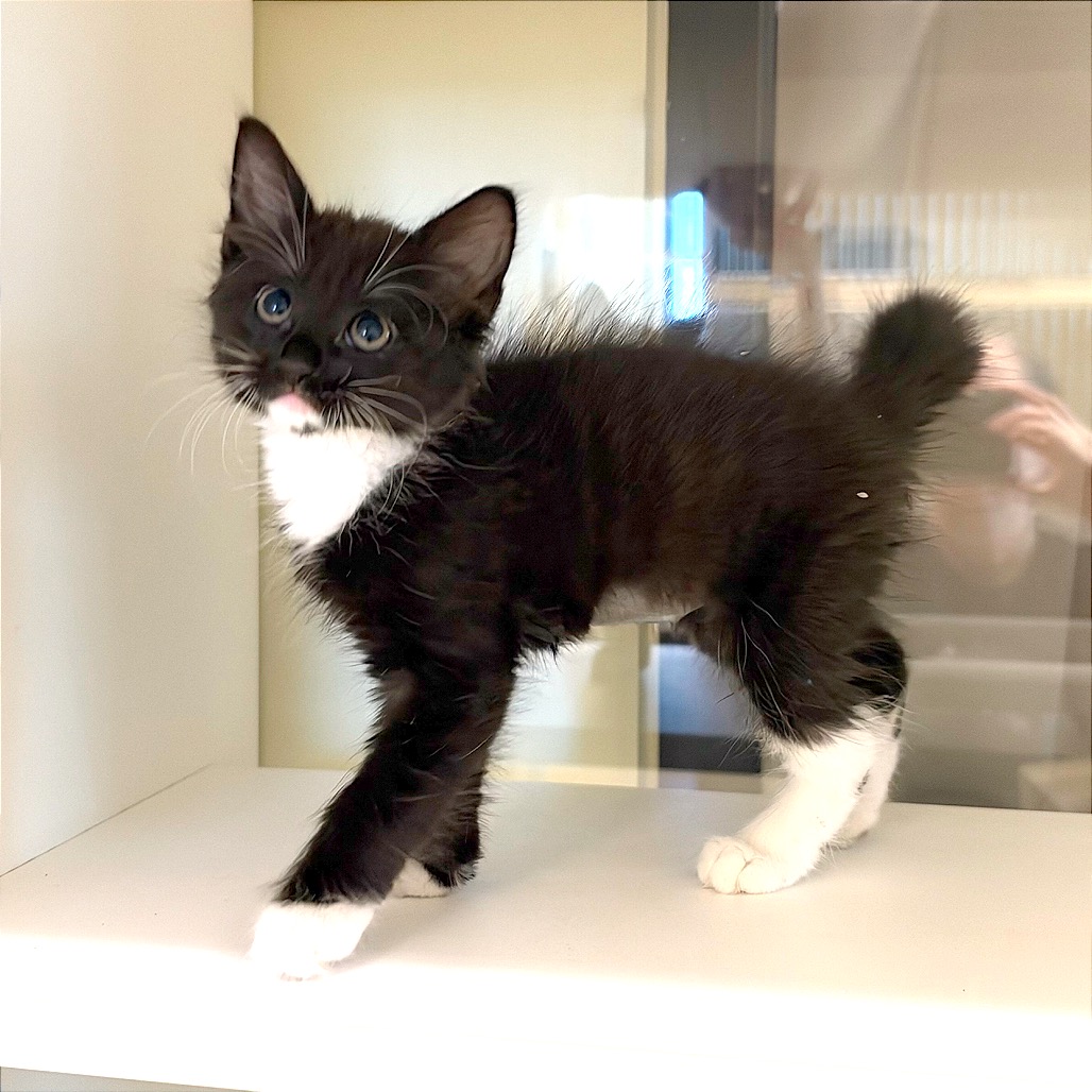 BOO - Domestic Shorthair / Exotic Longhair available for adoption