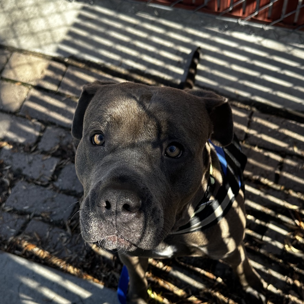 Wiley — thumbnail 4