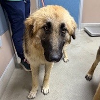 Kennel#15a Mufasa's preview photo