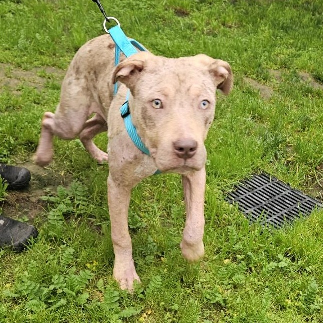 Kennel#12 Shylah's preview photo