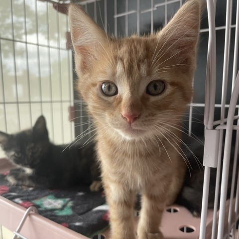 CARROT CAKE - Domestic Shorthair available for adoption
