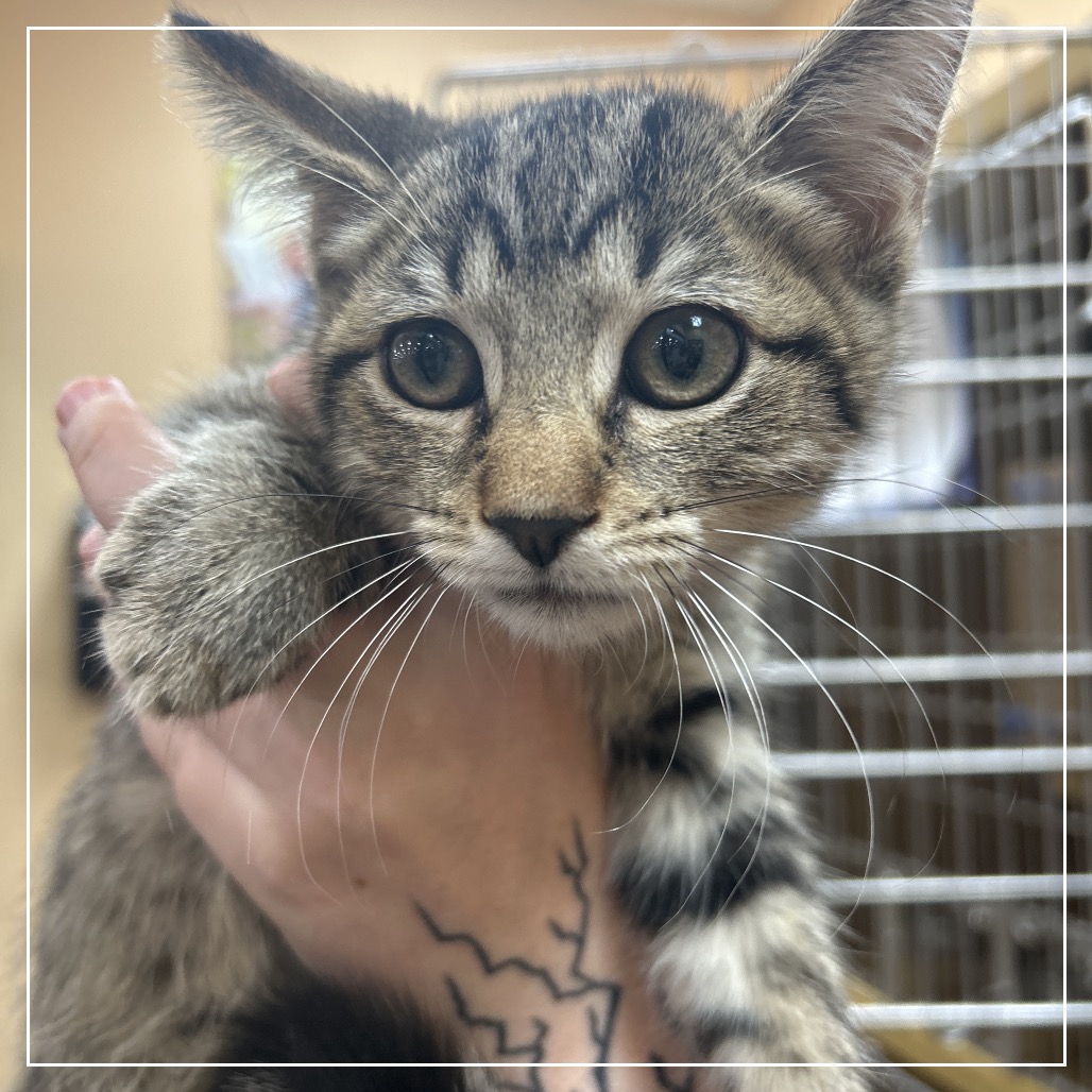 FWT TOMMY - Domestic Shorthair available for adoption