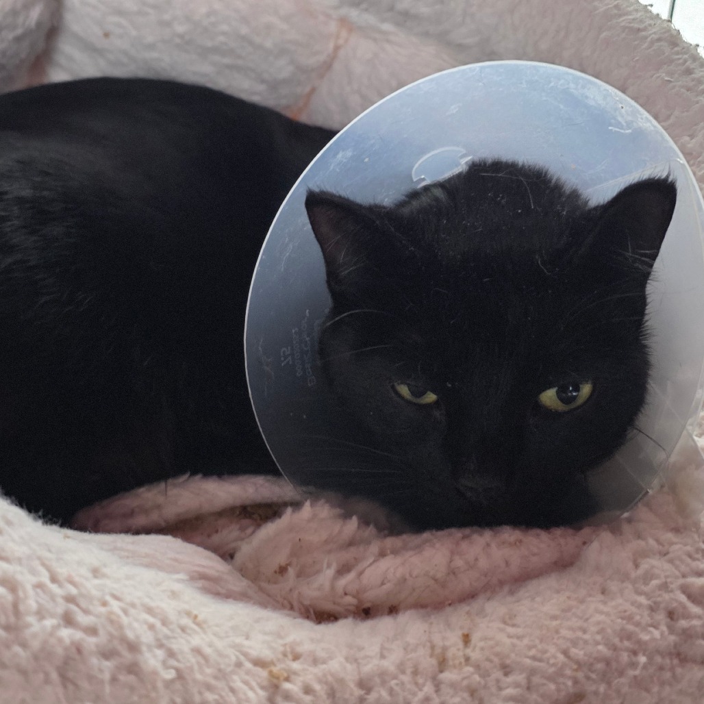 Lyric — thumbnail 2