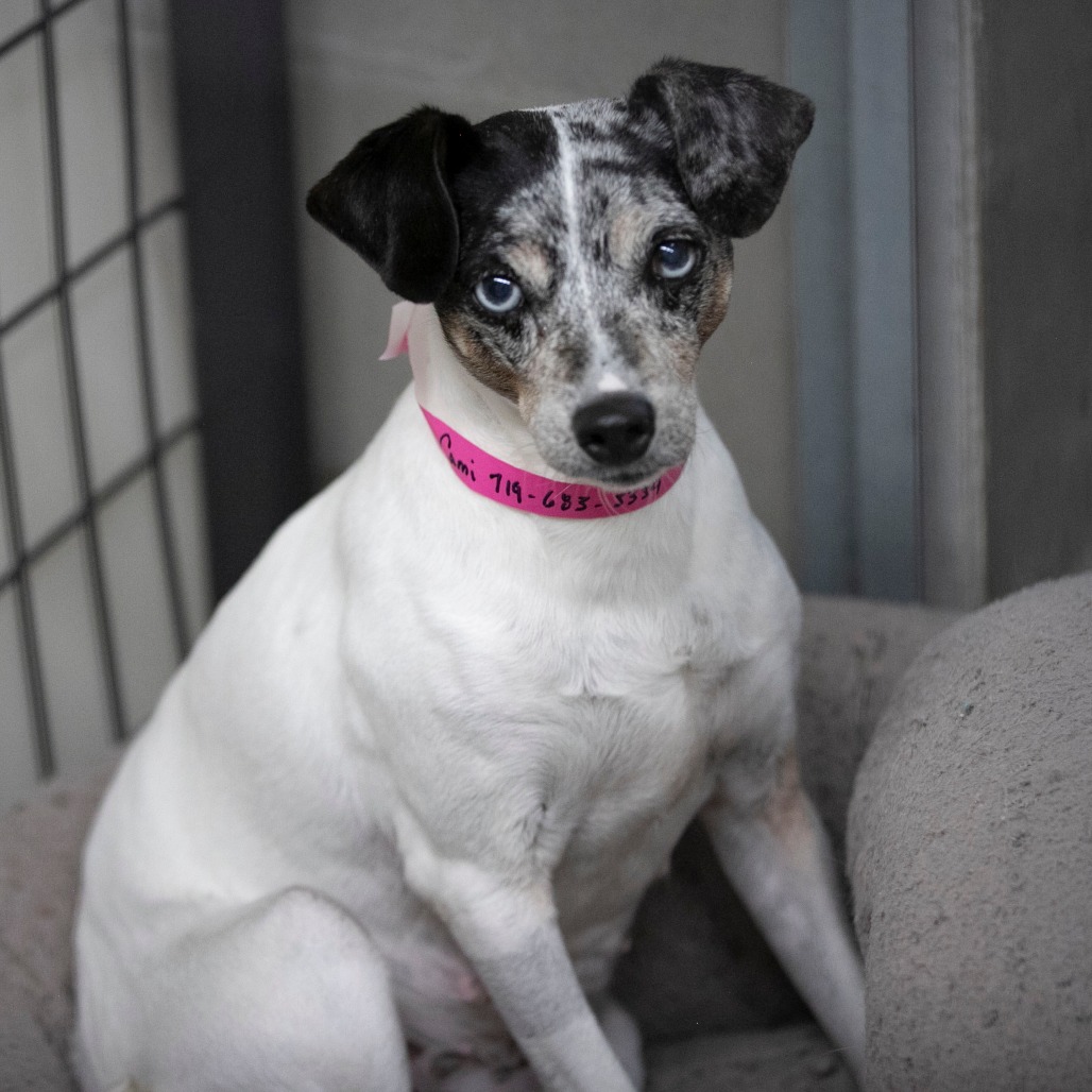CAMI (AG26-20) - Terrier / Rat available for adoption