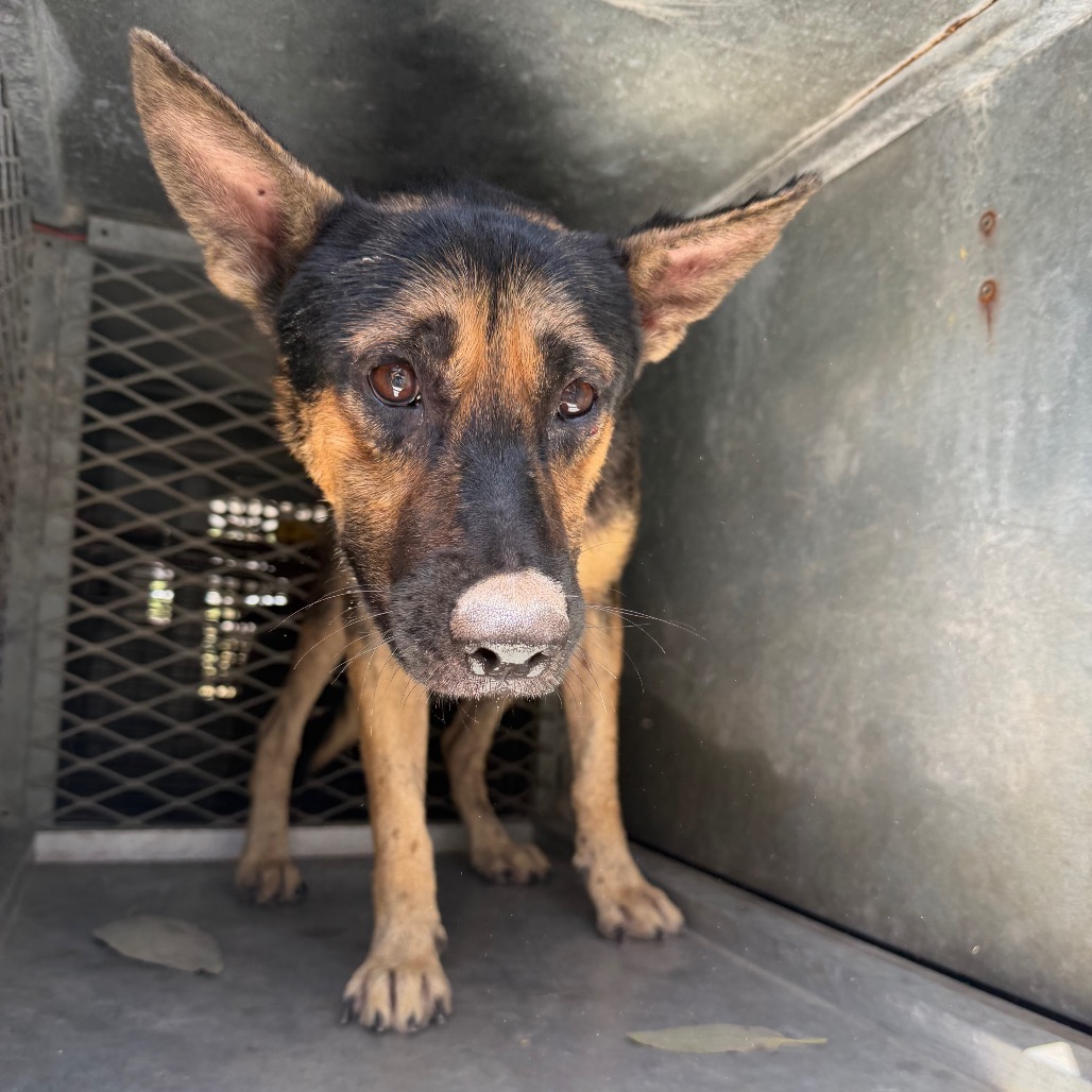NORBIT - Shepherd available for adoption