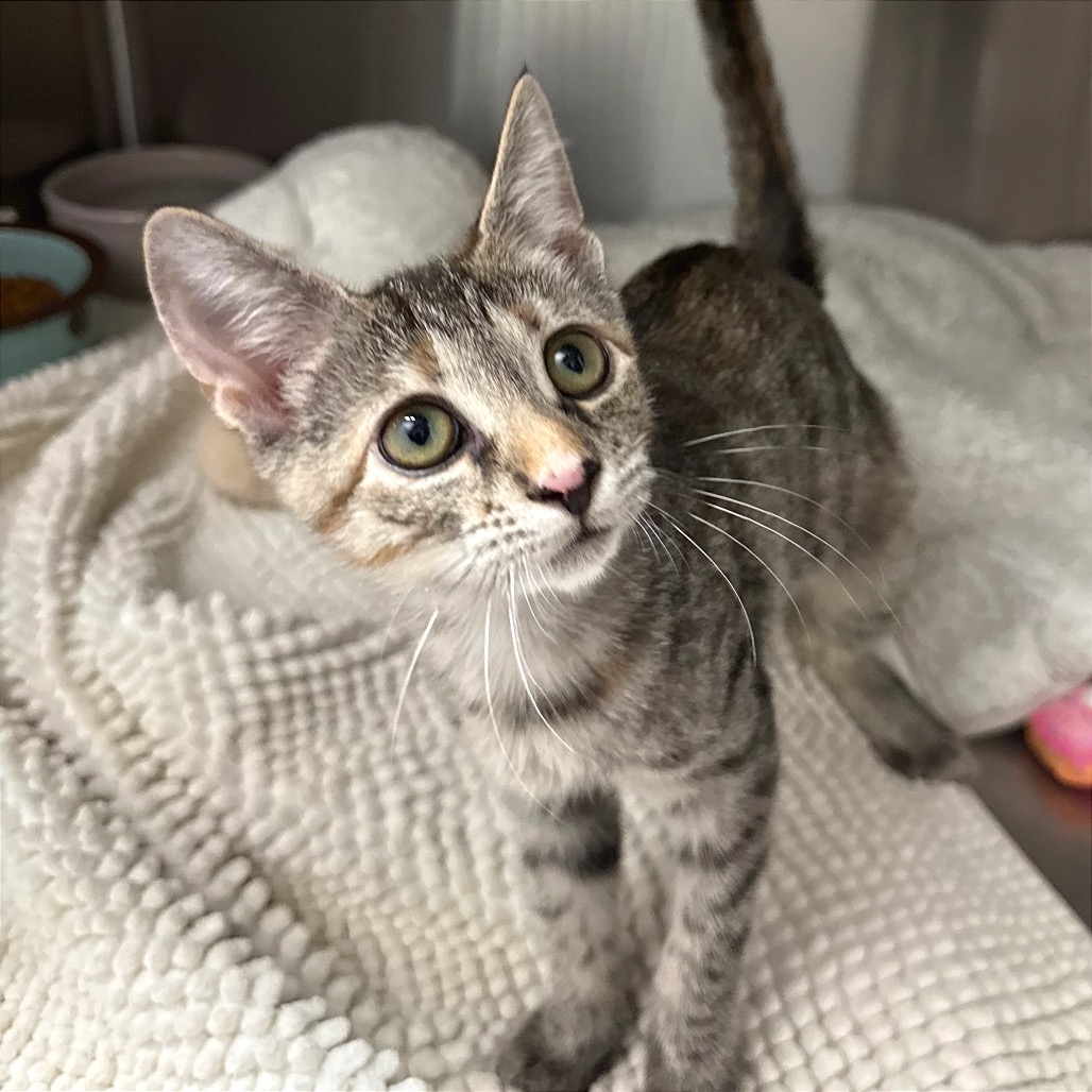 DRACULAURA - Domestic Shorthair available for adoption