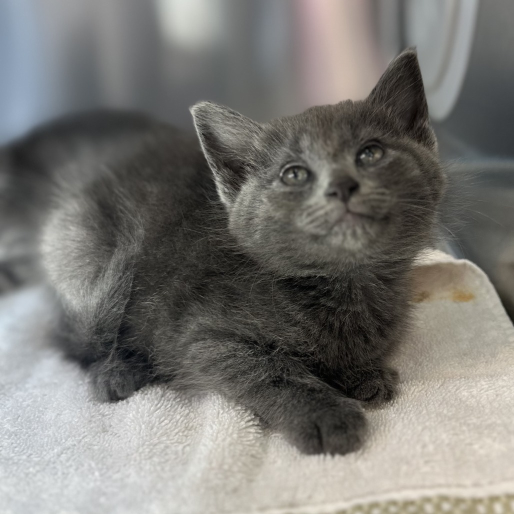 JULIEN BAKER - Domestic Shorthair available for adoption
