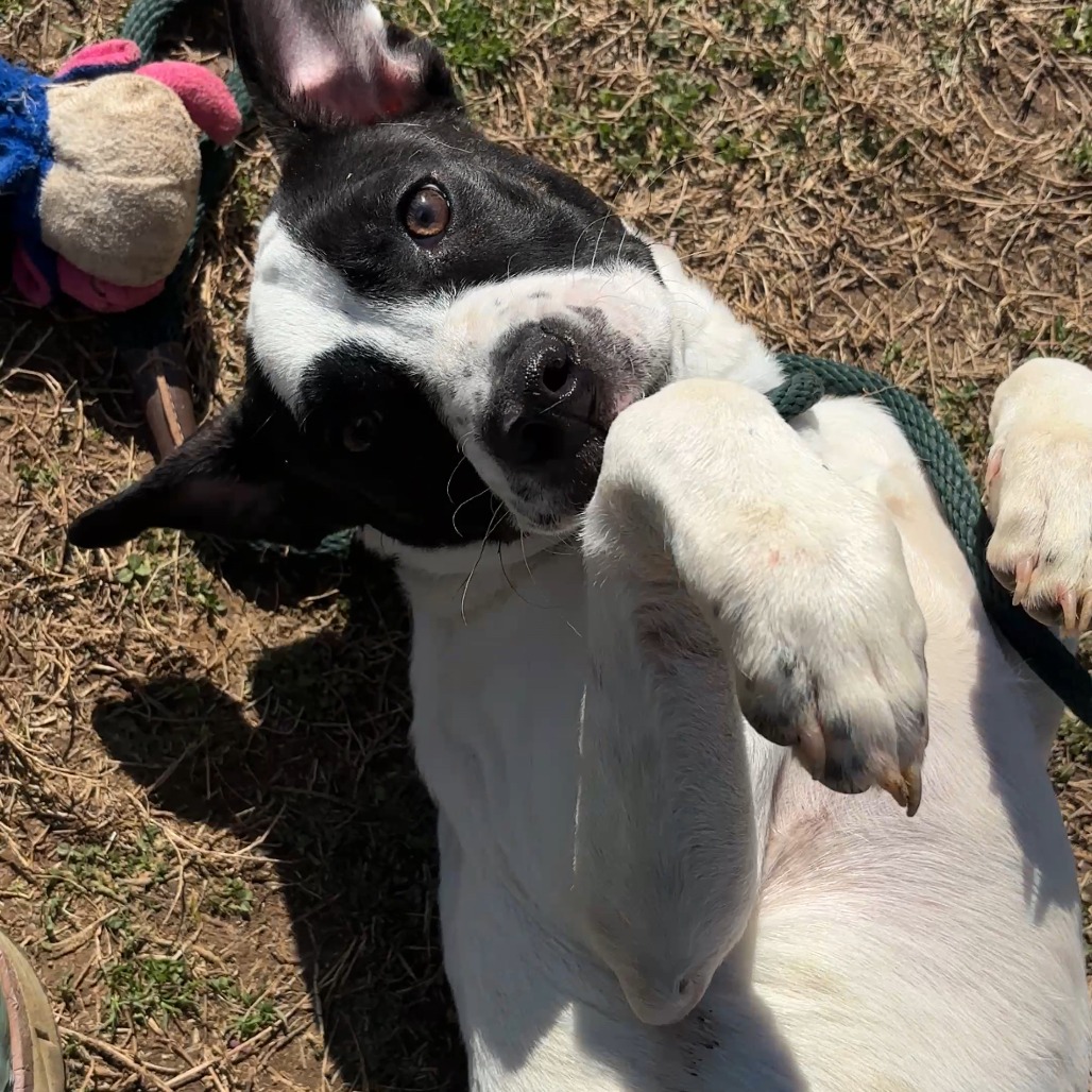 Peter Pan — thumbnail 8