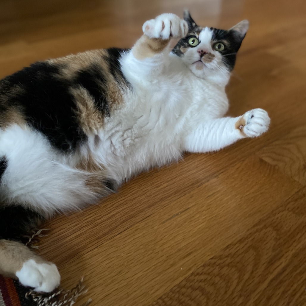Callie, photo 26