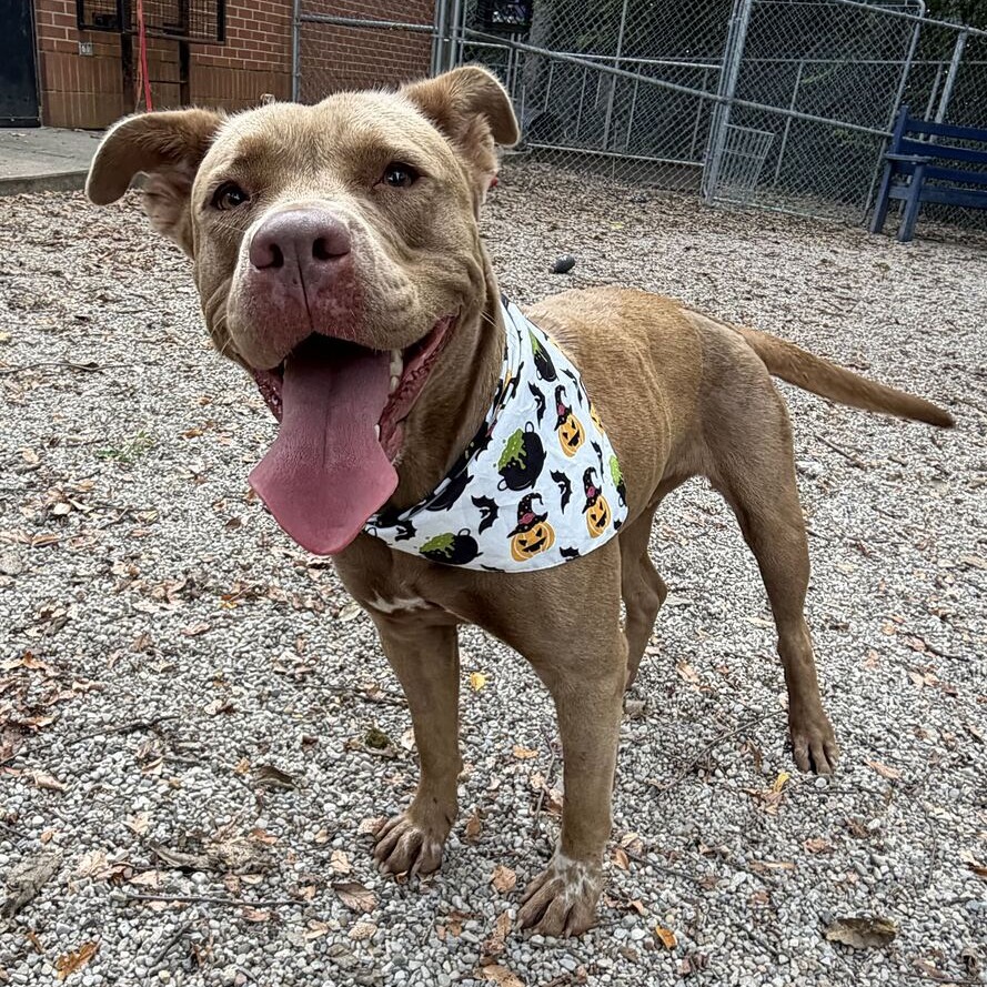 PRINCESS - Terrier / Pit Bull for adoption in Dayton