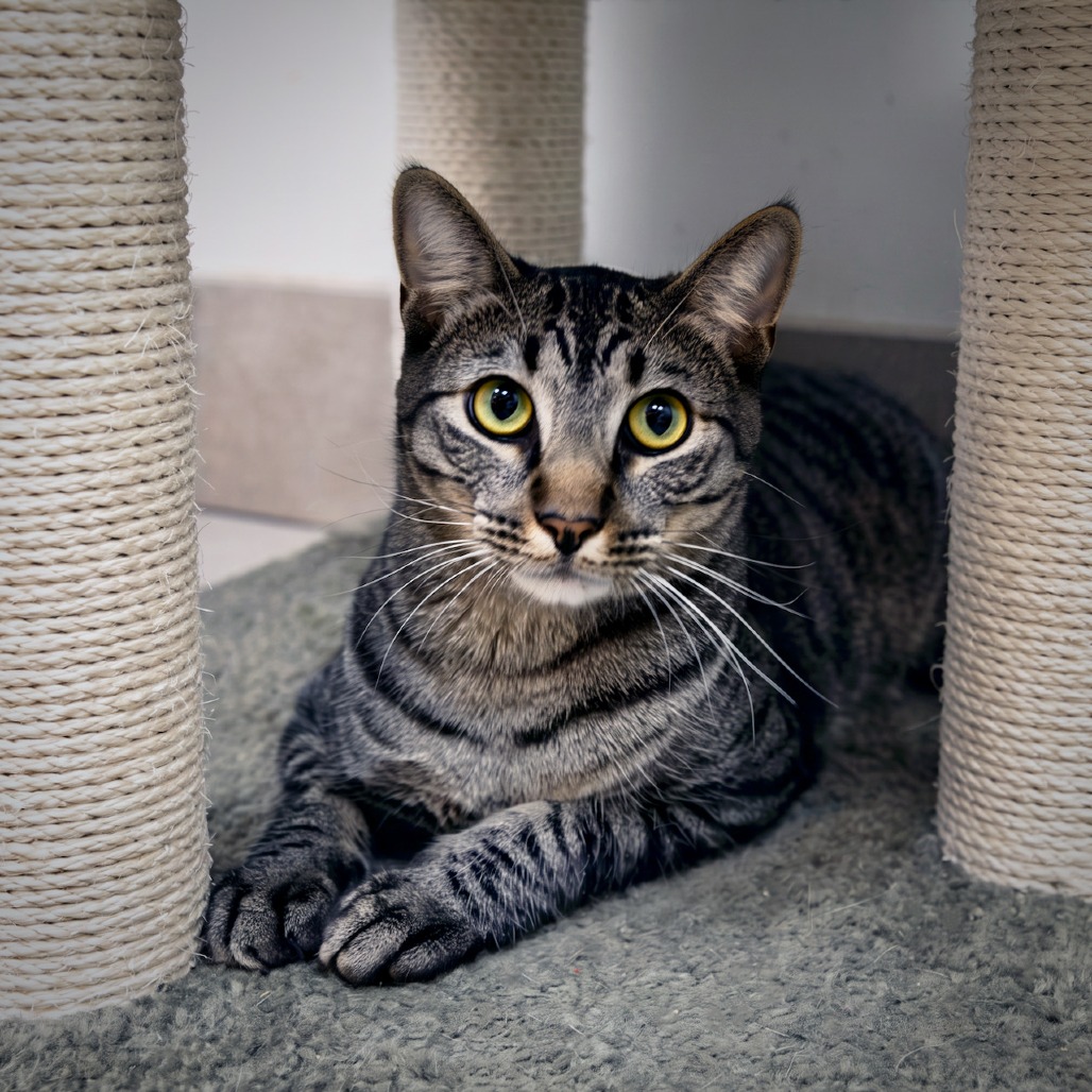 ELFIE - Domestic Shorthair available for adoption