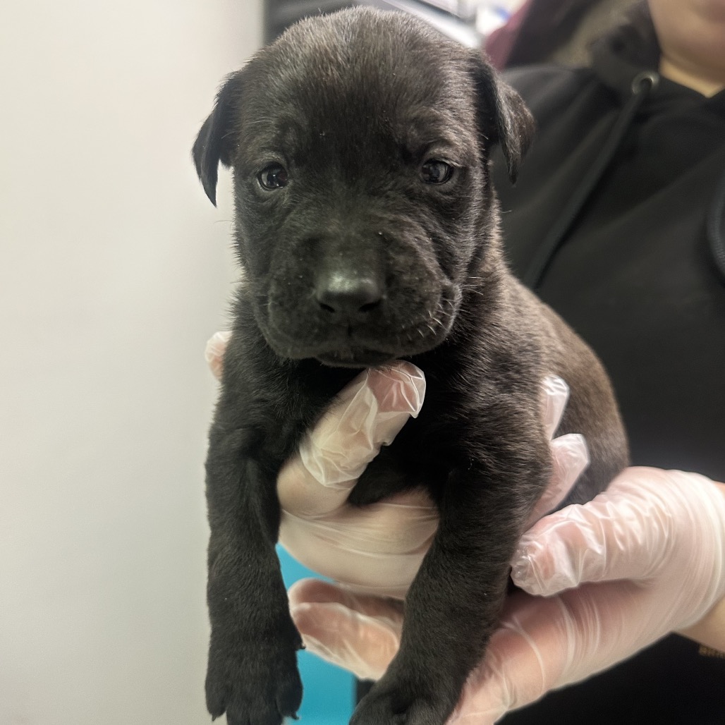 Dr. Robby — thumbnail 2