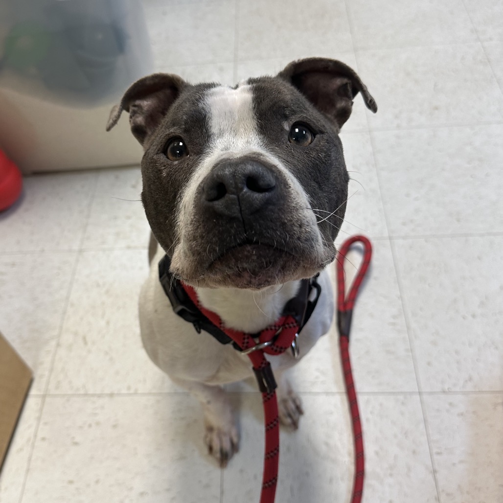 Chanel — thumbnail 5