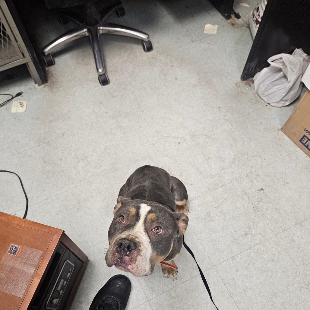 Cassia — thumbnail 2